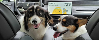 dogs in car